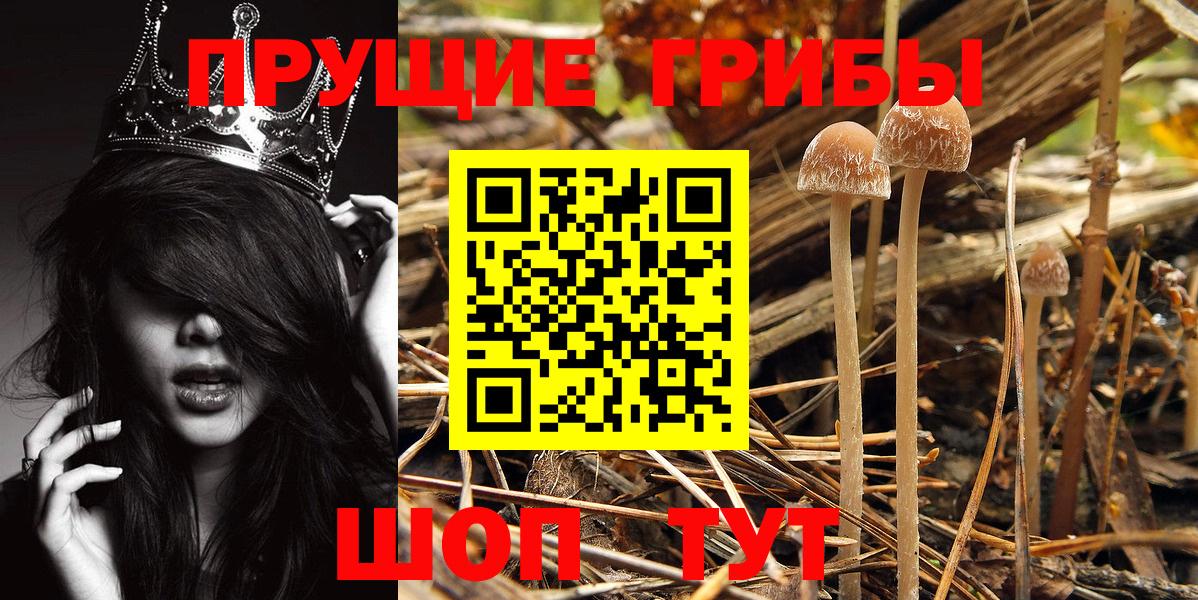 Галлюциногенные грибы Psilocybe Кудымкар